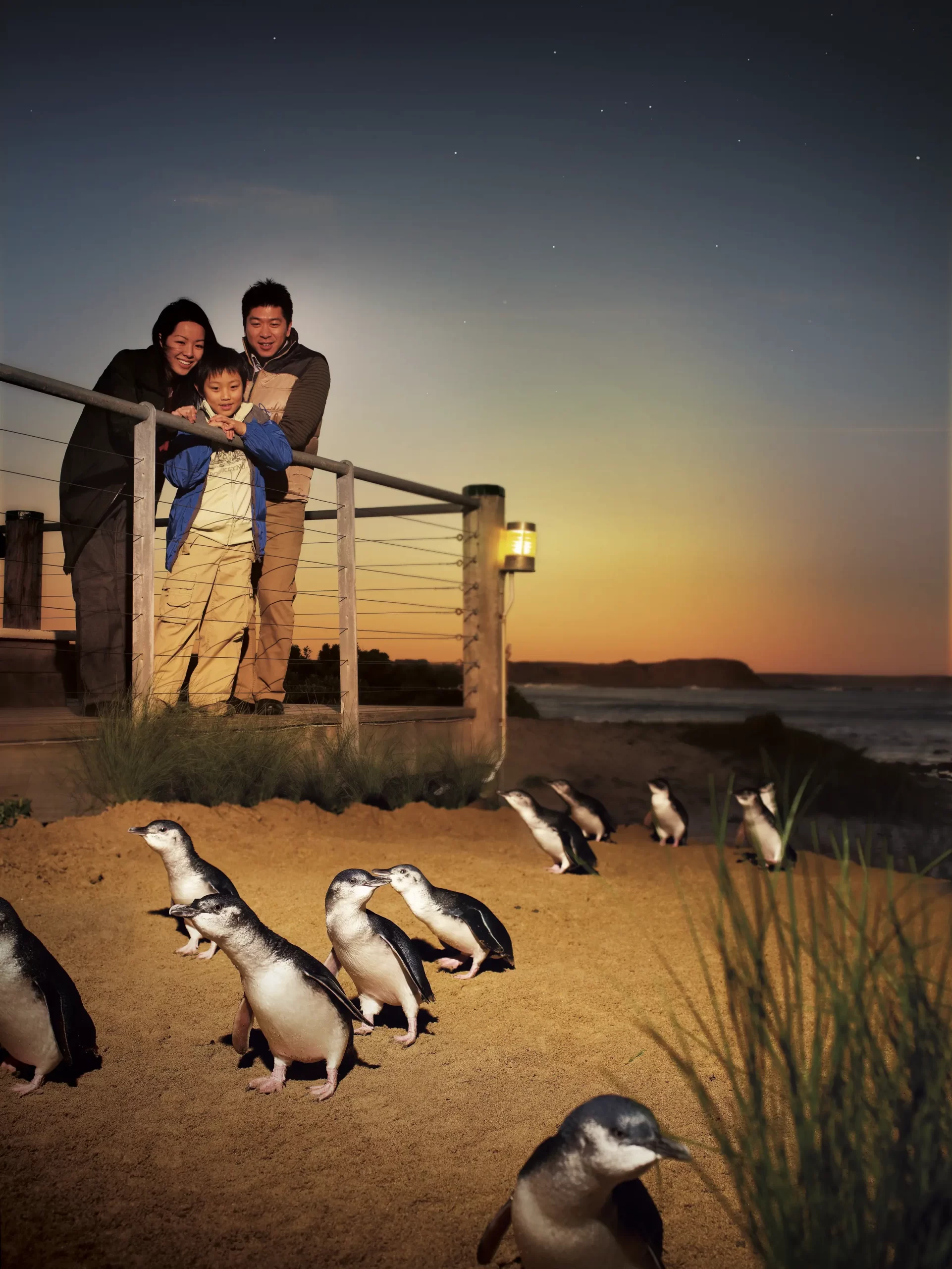 phillip island tour