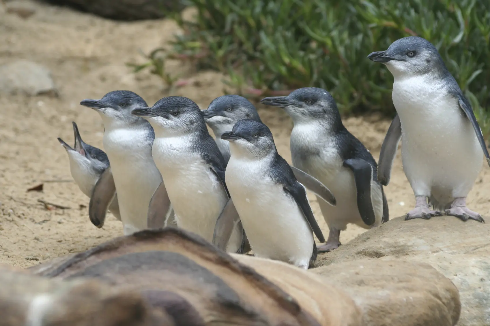 phillip island tours