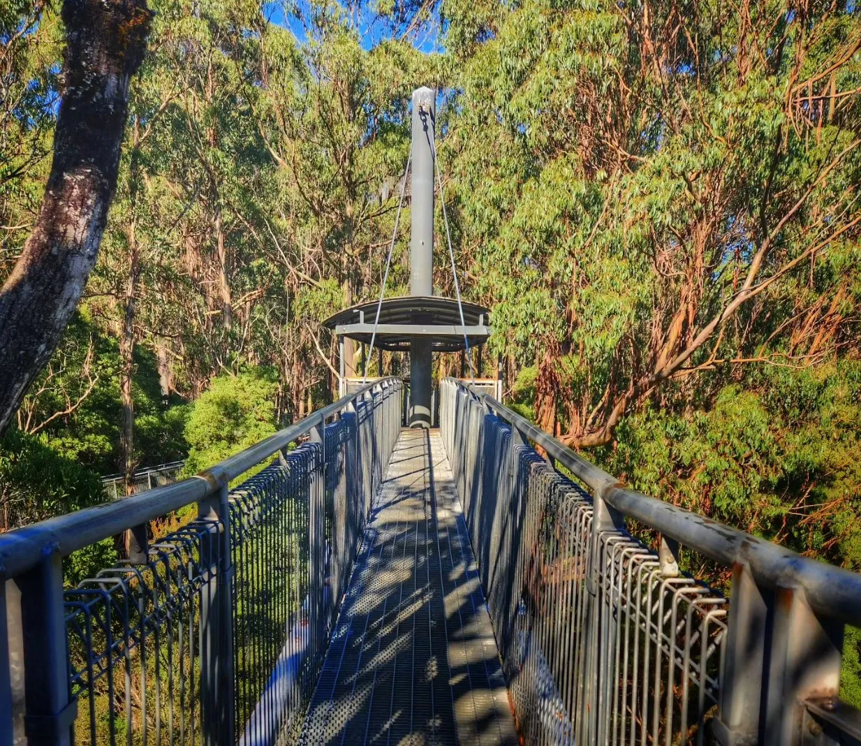 otway discovery tour