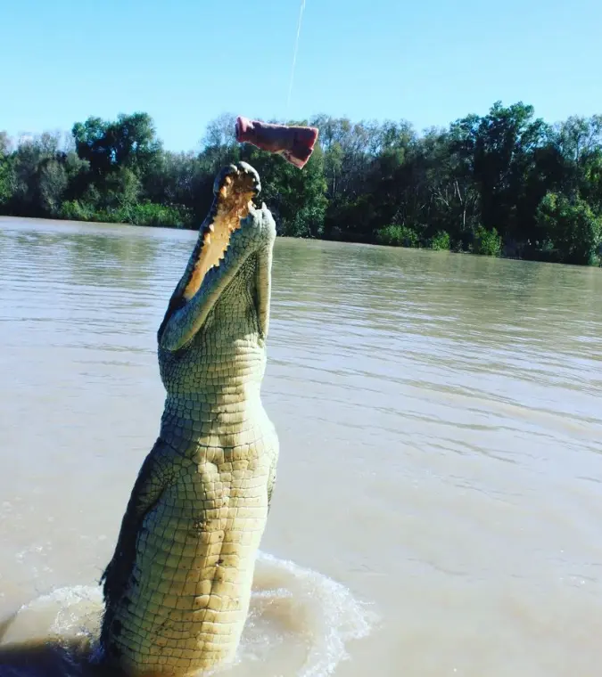 adelai river croc tours
