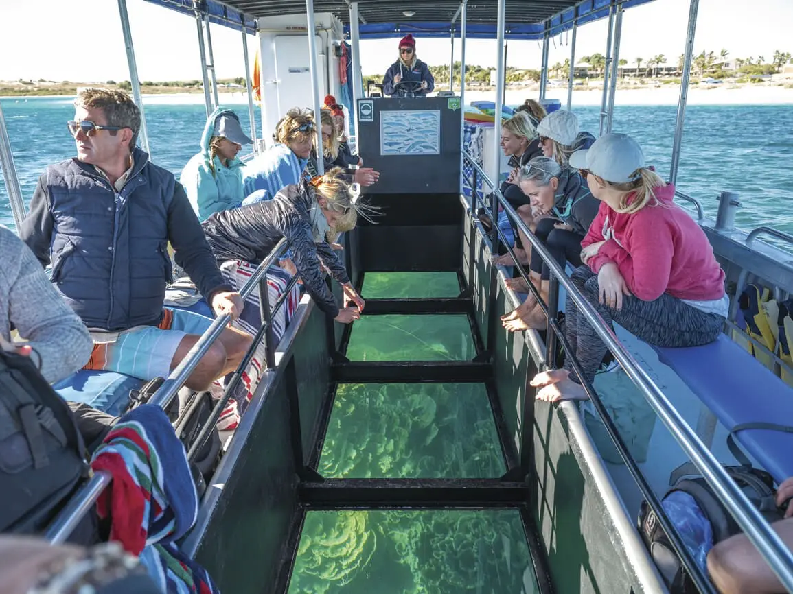 whale shark tours exmouth