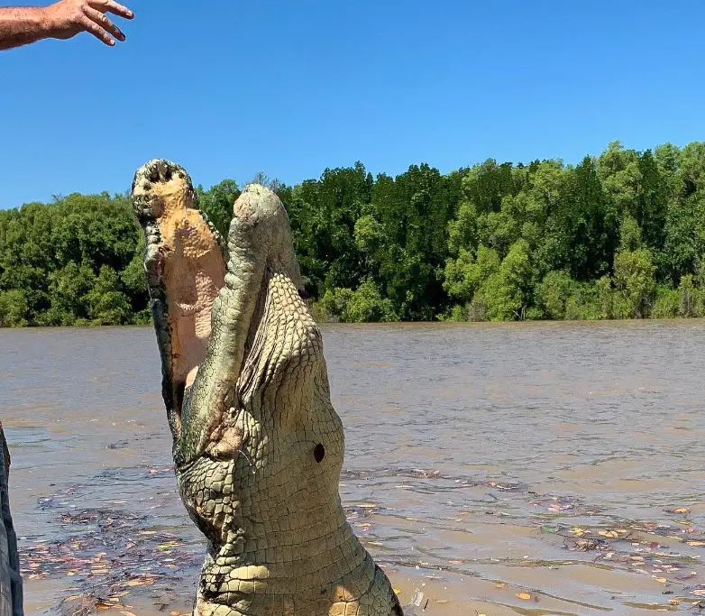 croc tour