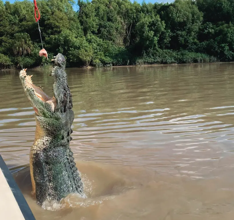 crocodile tour darwin