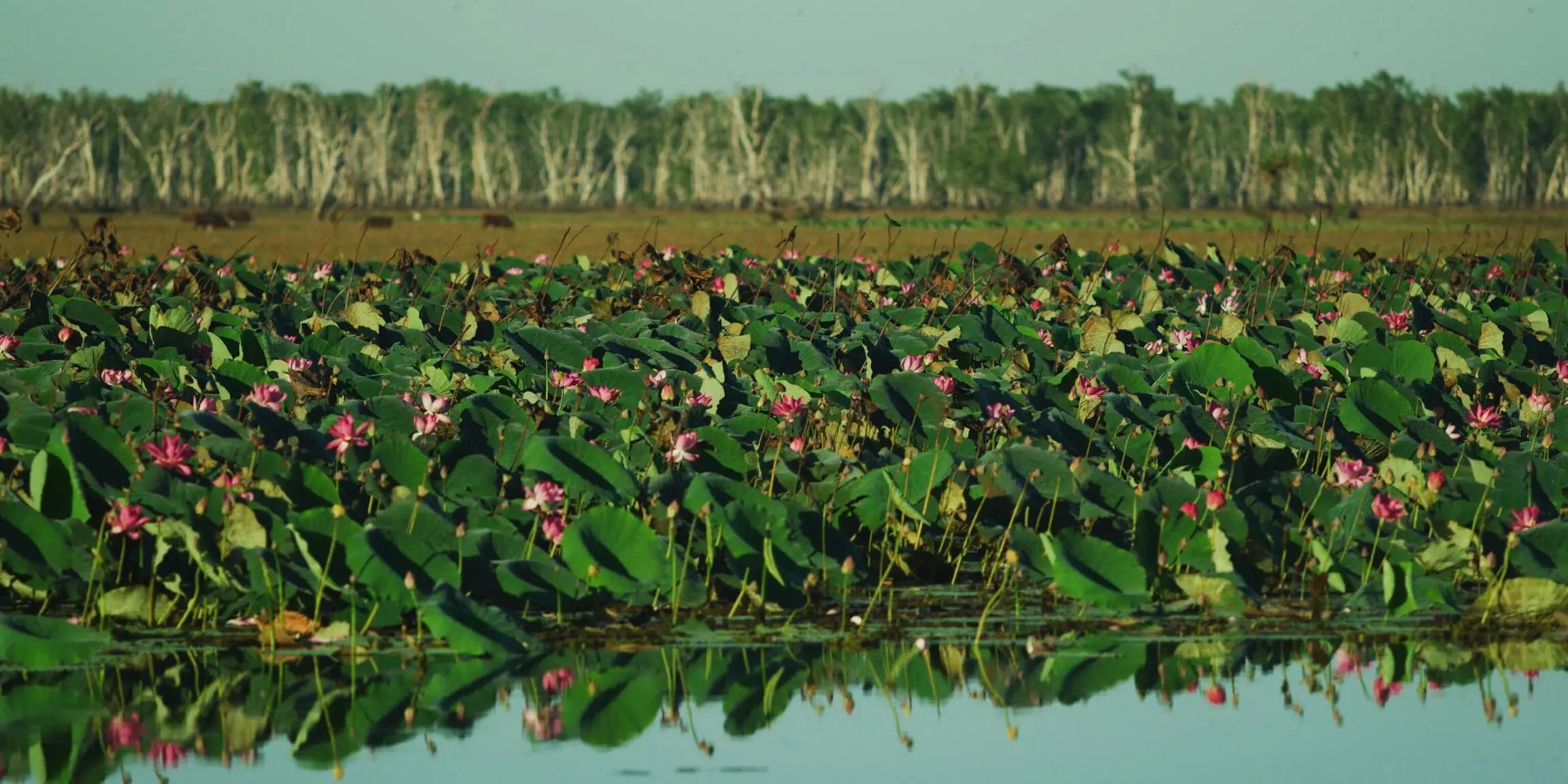 darwin kakadu tours