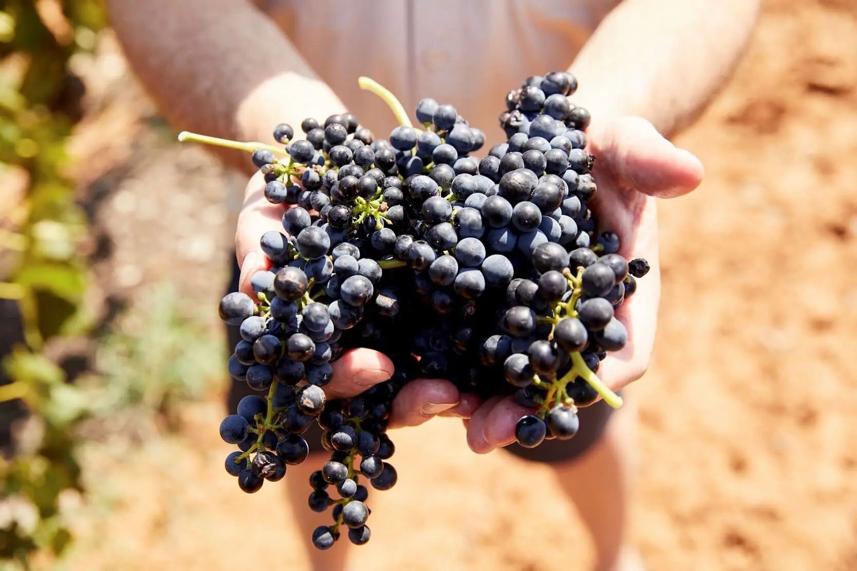 hunter valley wine tasting tours
