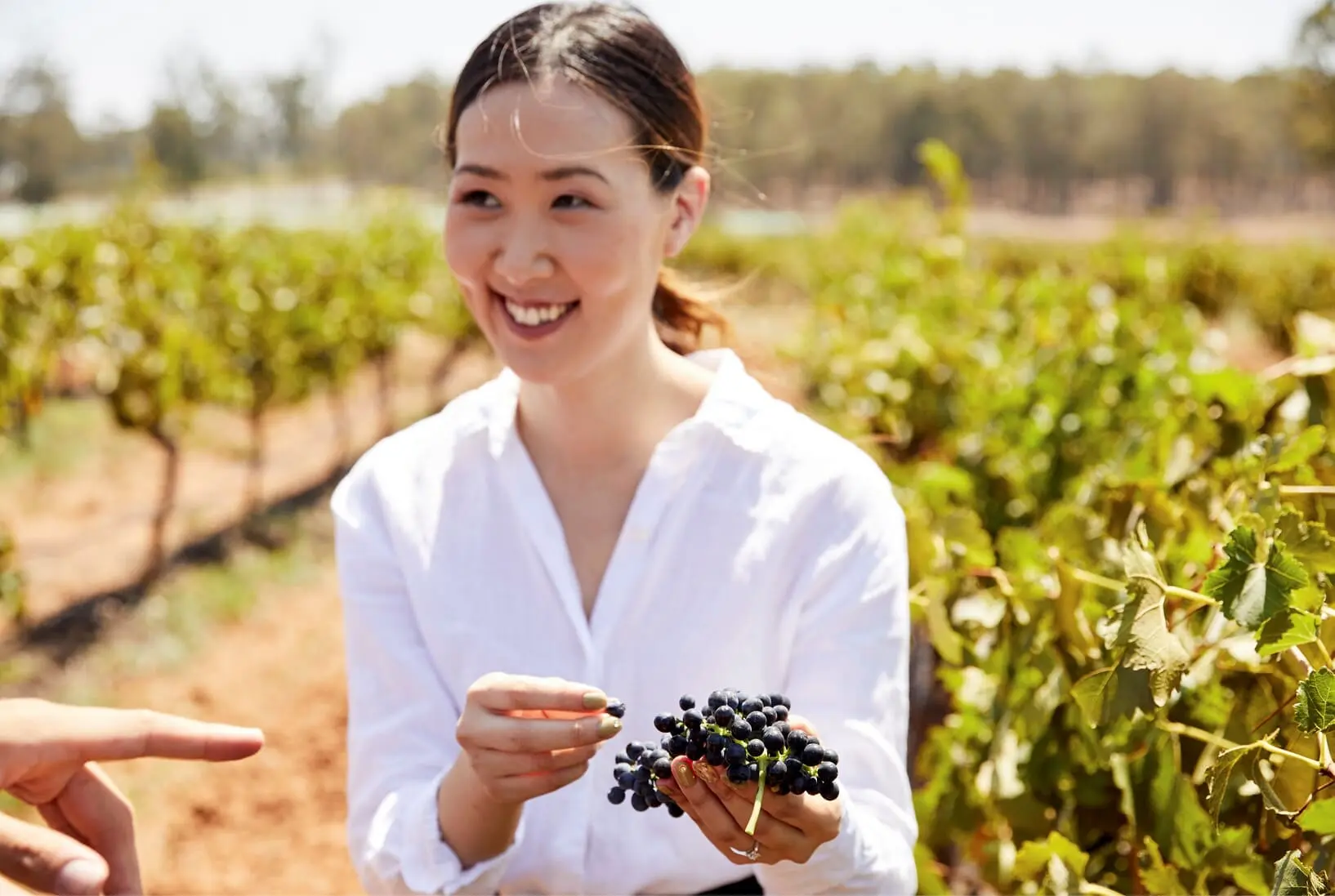 hunter valley wine tour packages