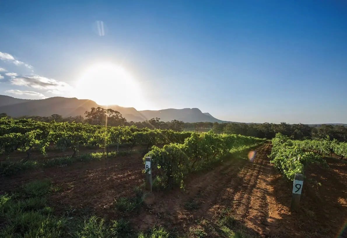 hunter wine valley tours