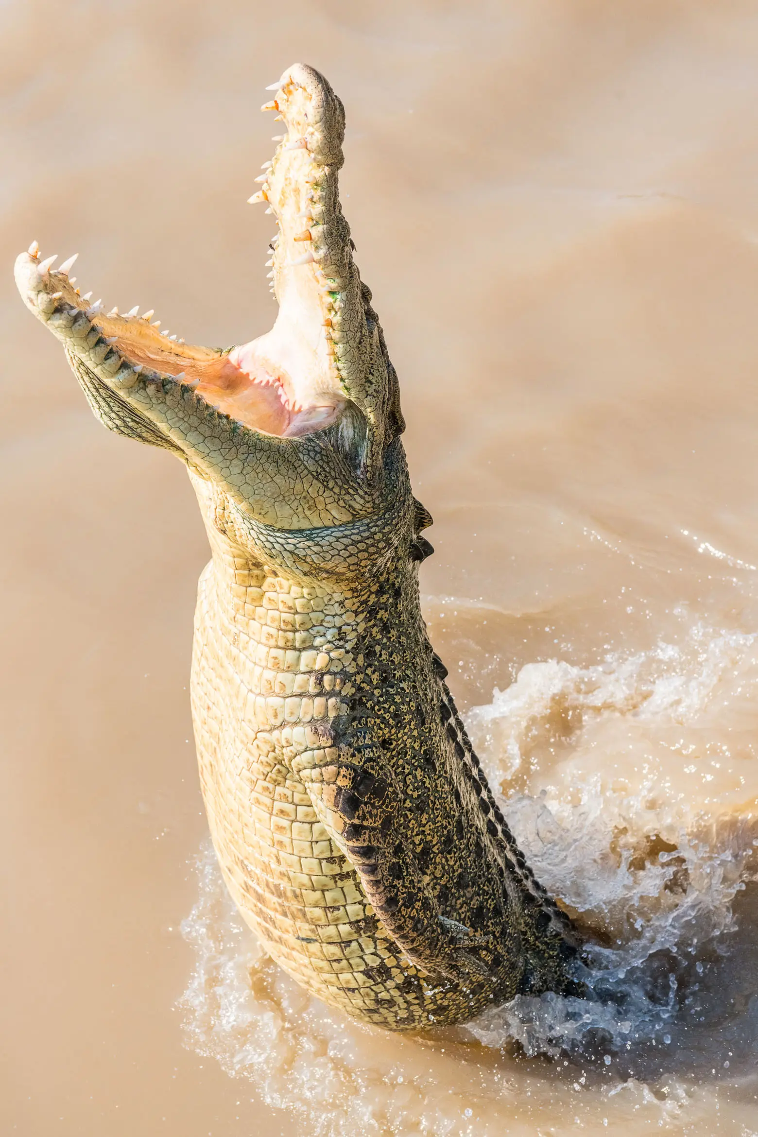 jumping croc adventure by darwin tours