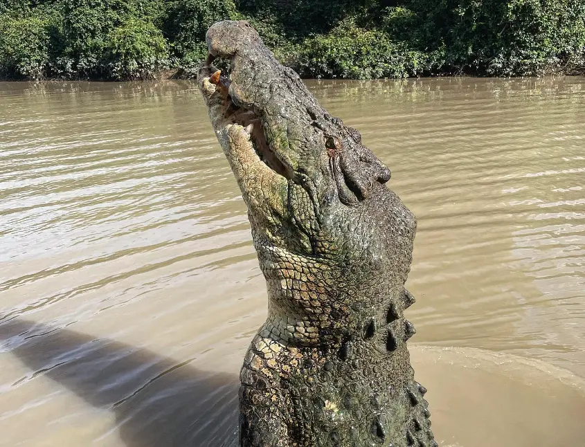 jumping croc tour adelai river