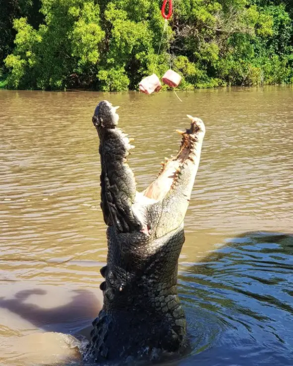 jumping croc tour darwin
