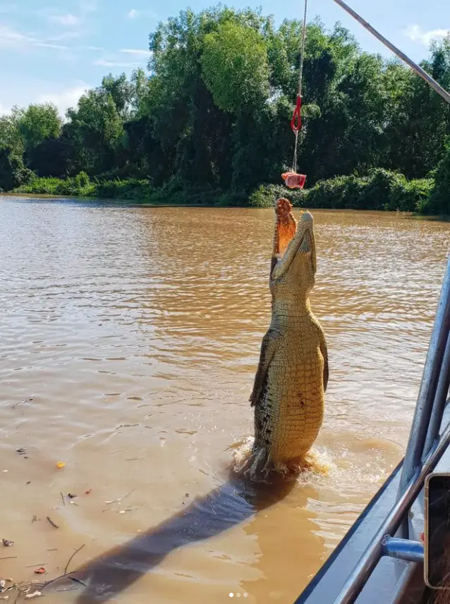 jumping croc tours