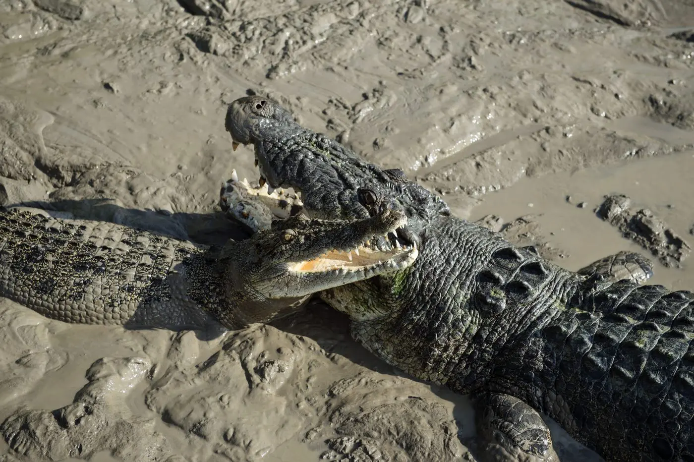 jumping crocodile cruise darwin