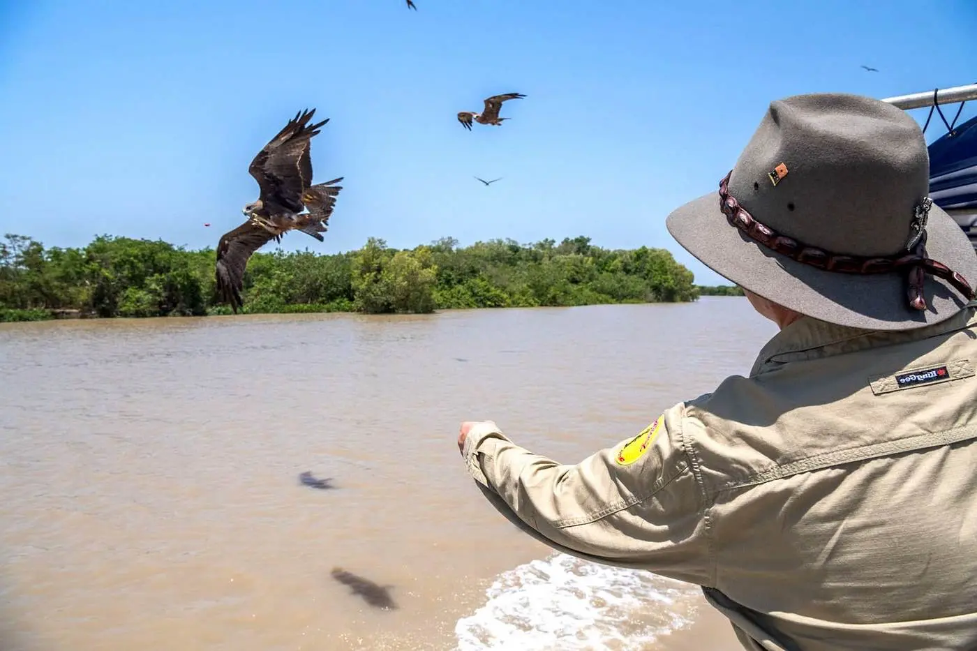 jumping crocodile darwin