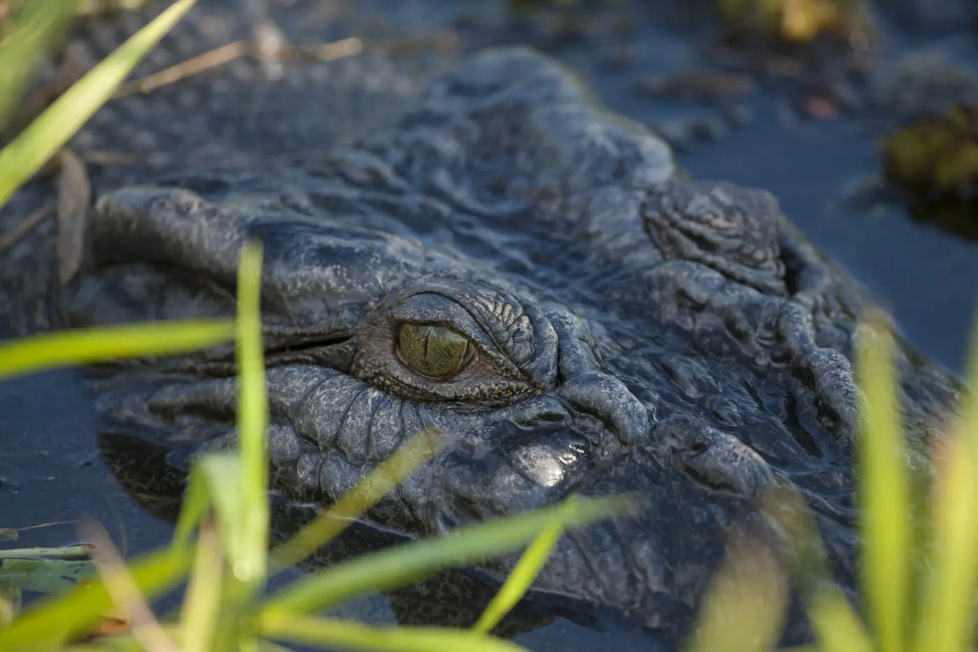 jumping crocodile tour