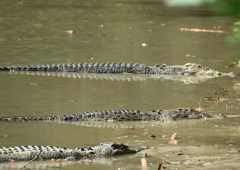 jumping crocodile tours darwin