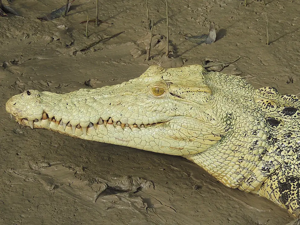 jumping crocodile