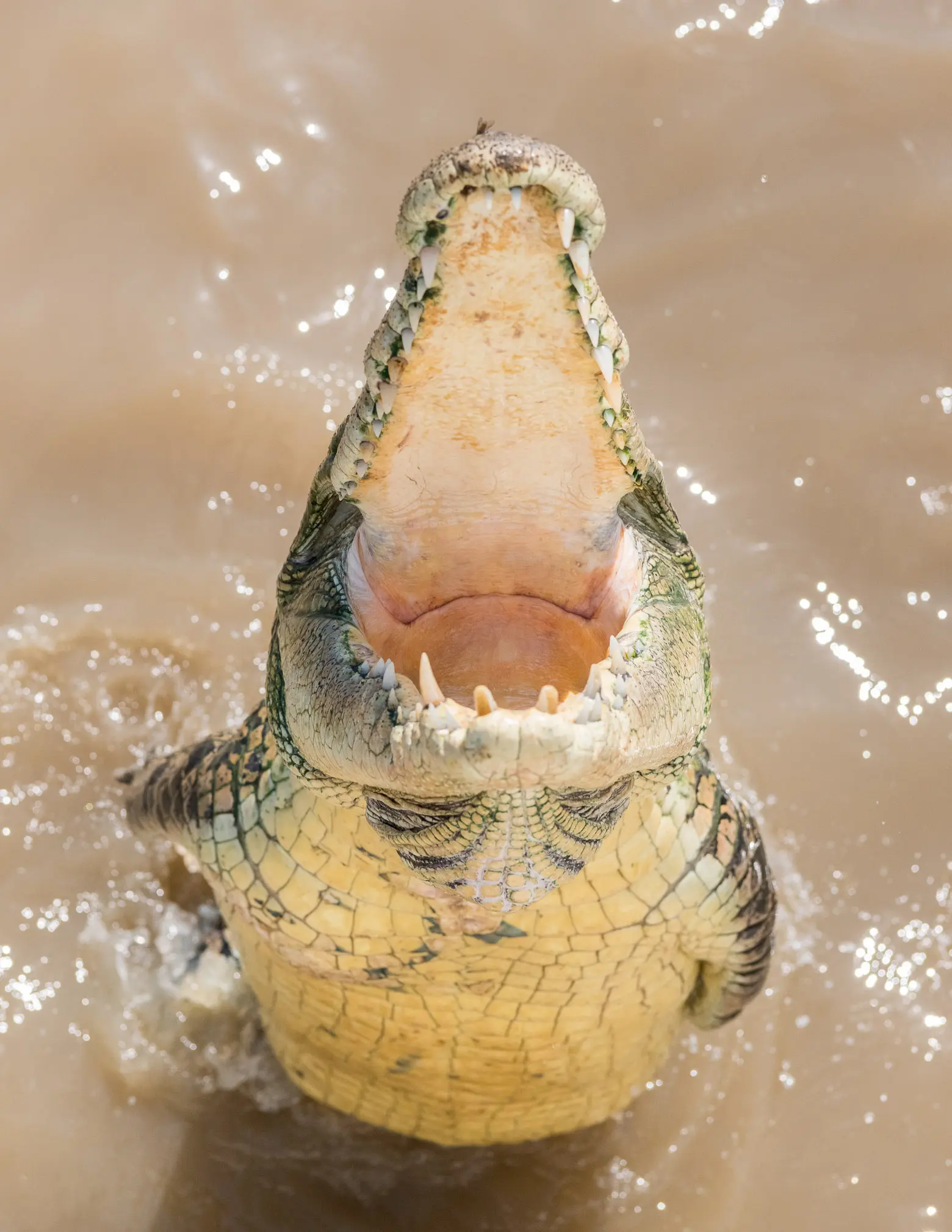 jumping crocs tour