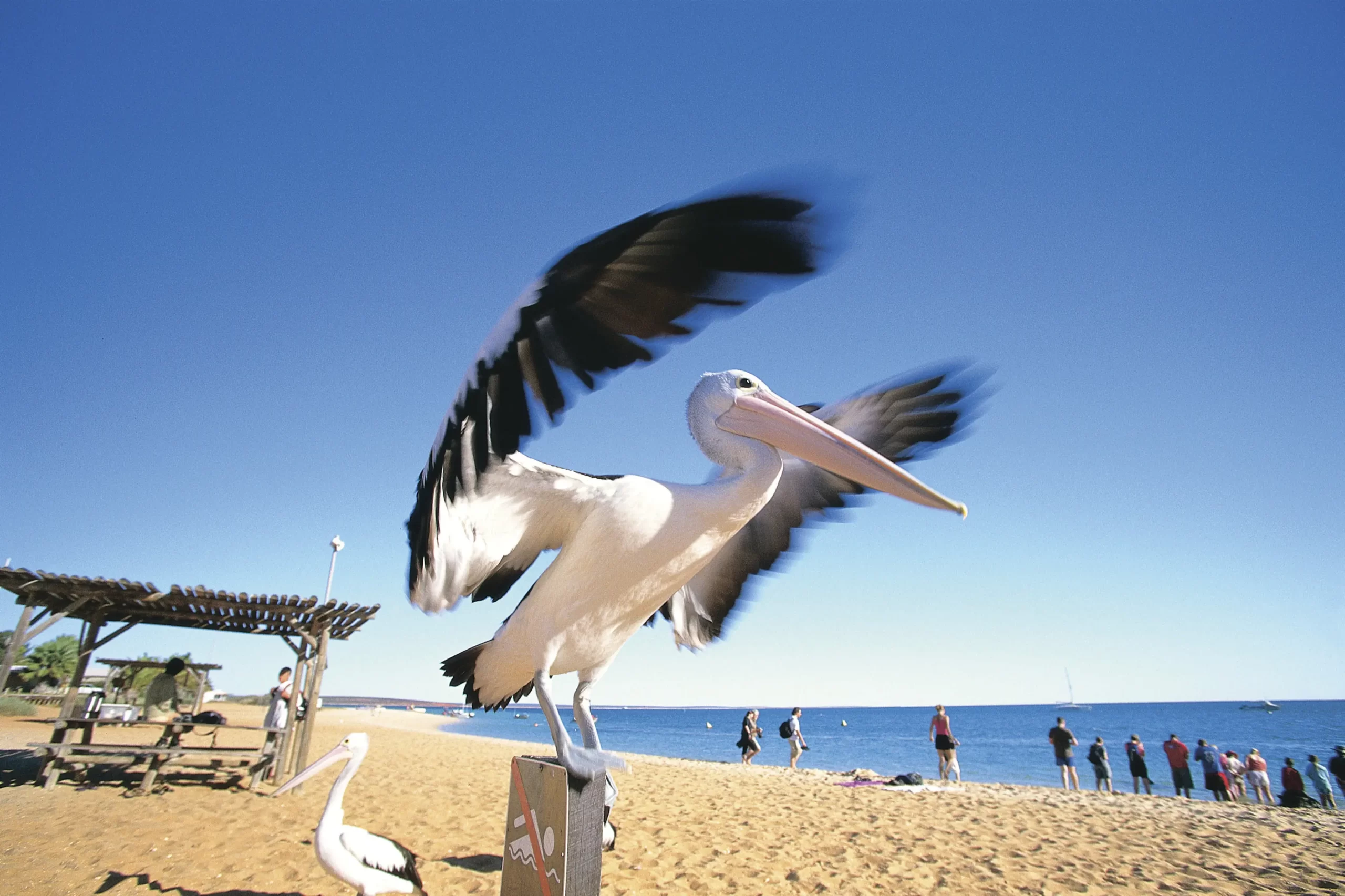 monkey mia tours from perth