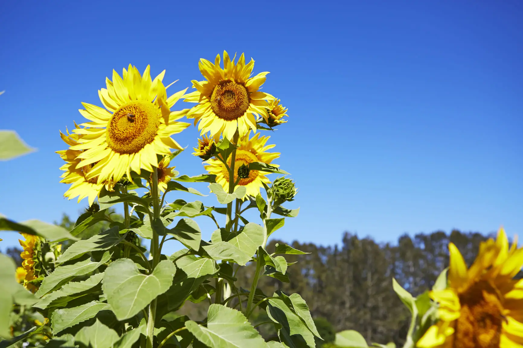 tours hunter valley