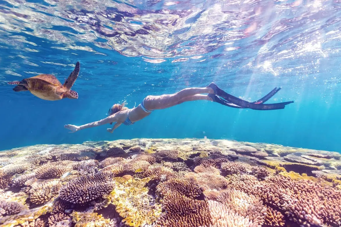ningaloo reef whale shark tours