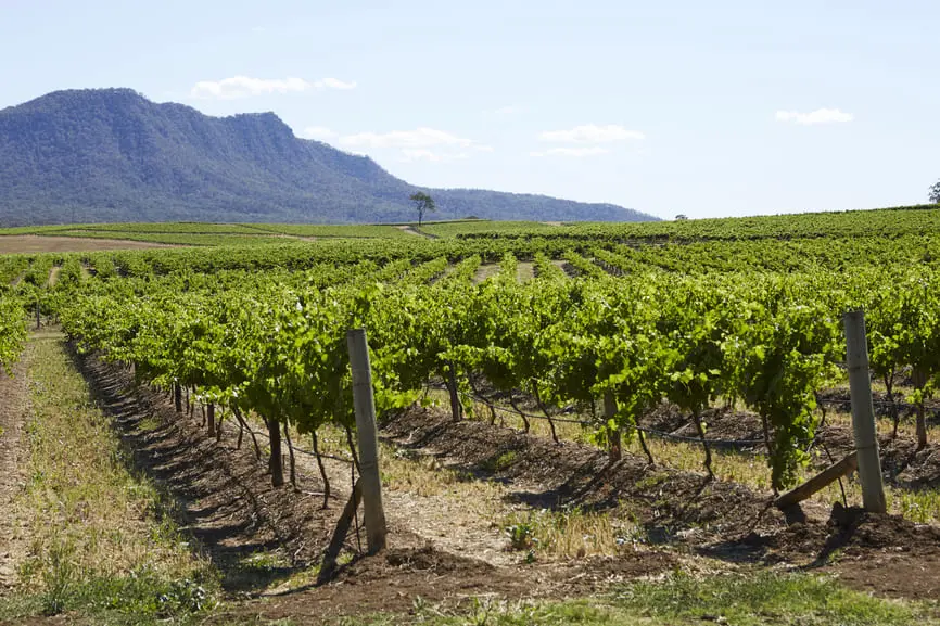 vineyard tours hunter valley