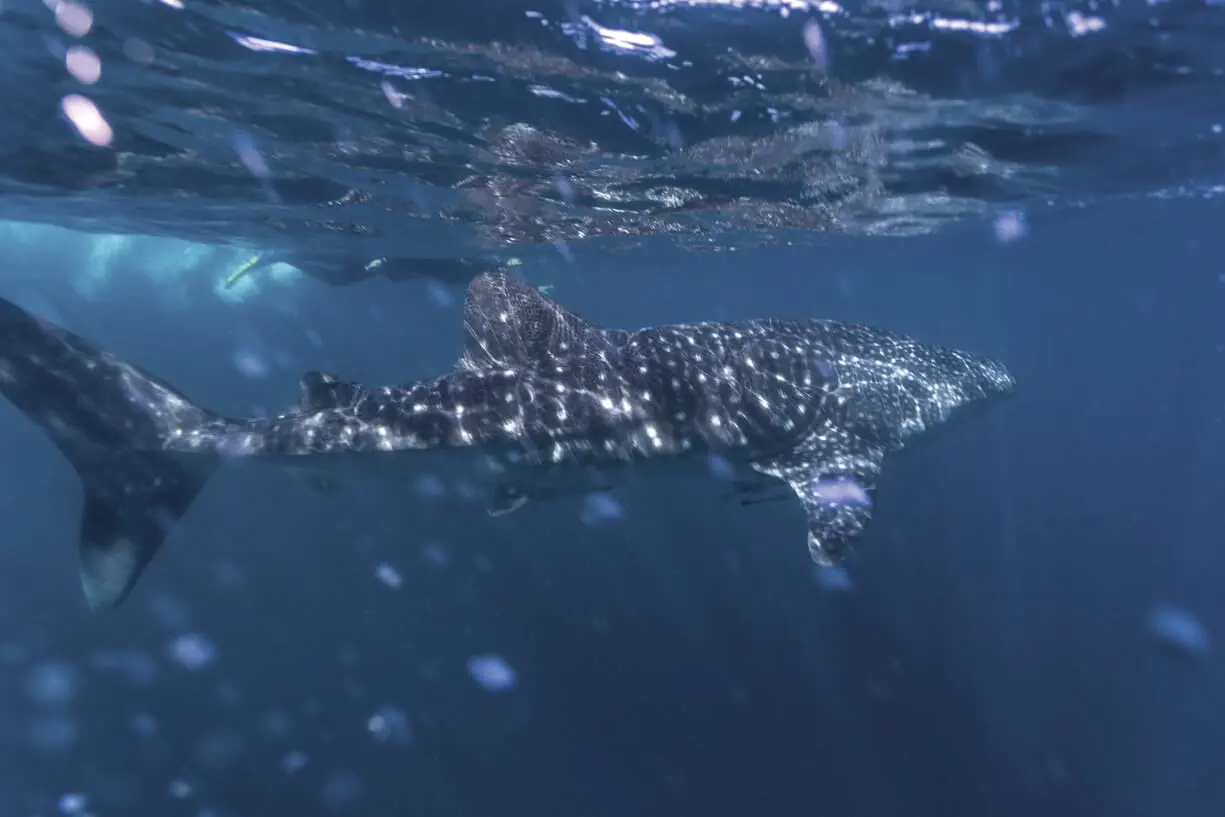 whale shark tours