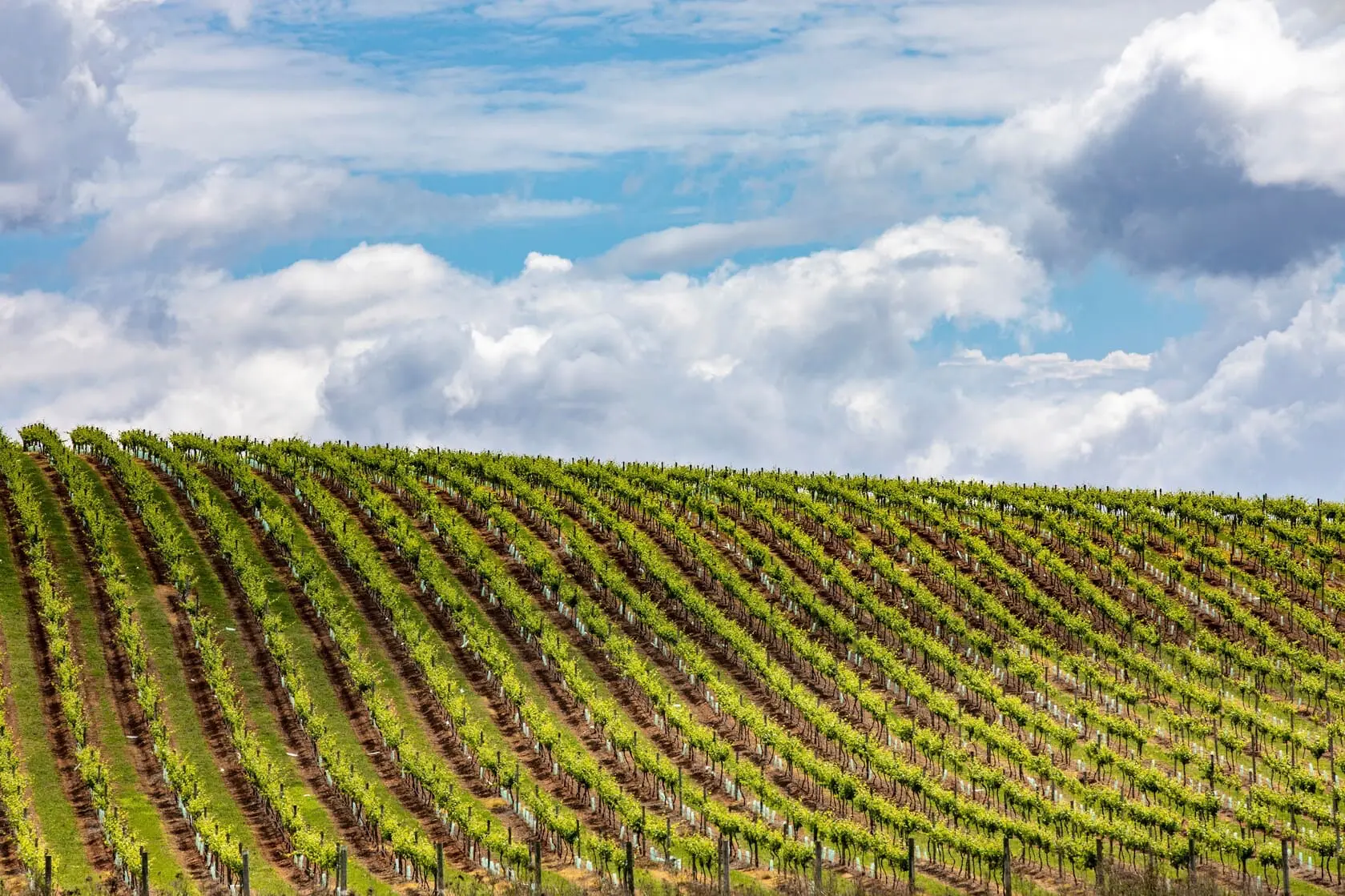 wine tours hunter valley
