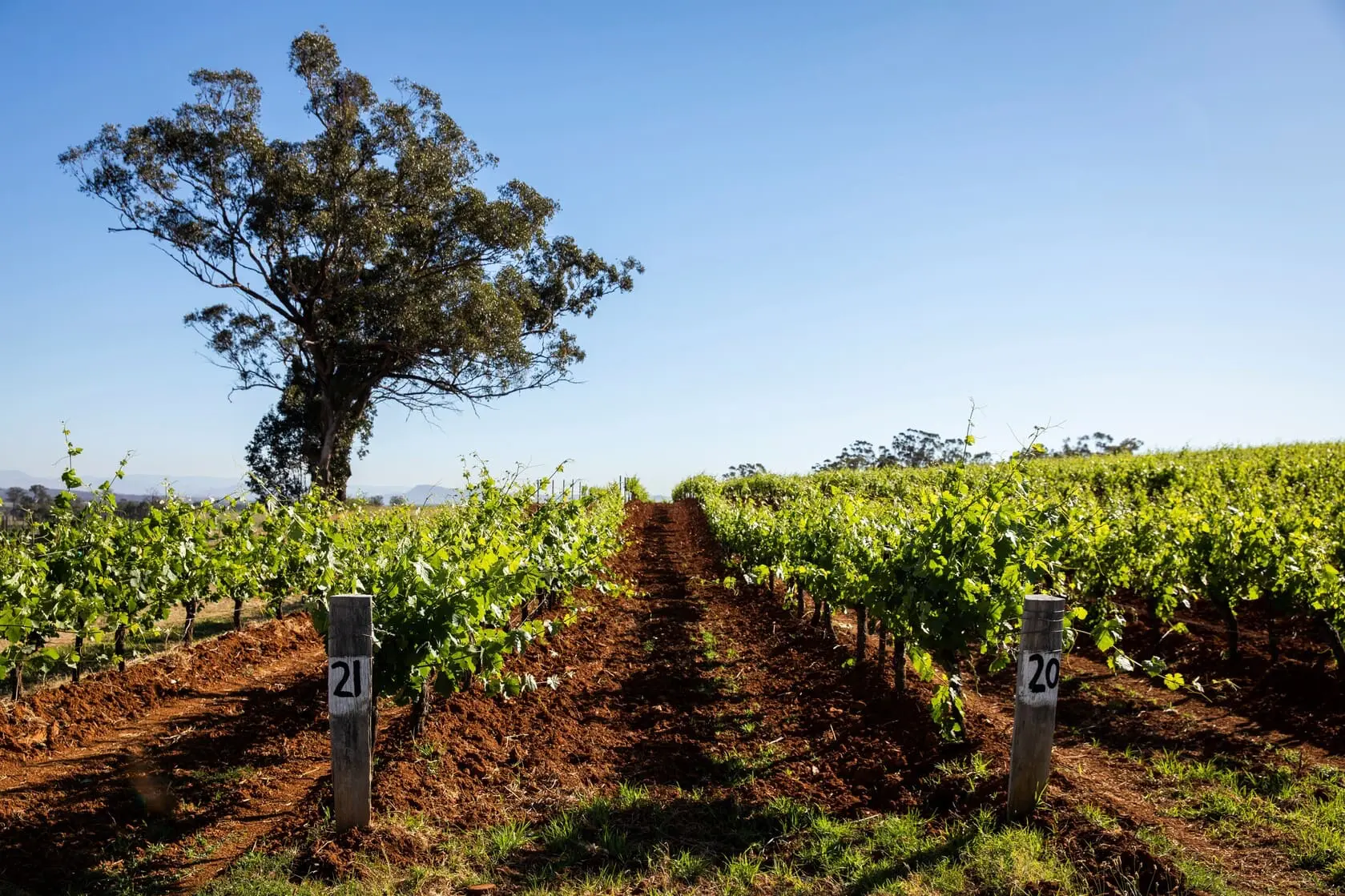 wine tours in hunter valley
