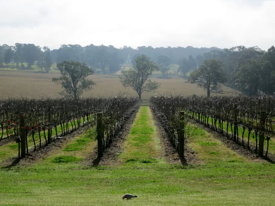 wine tours in the hunter valley