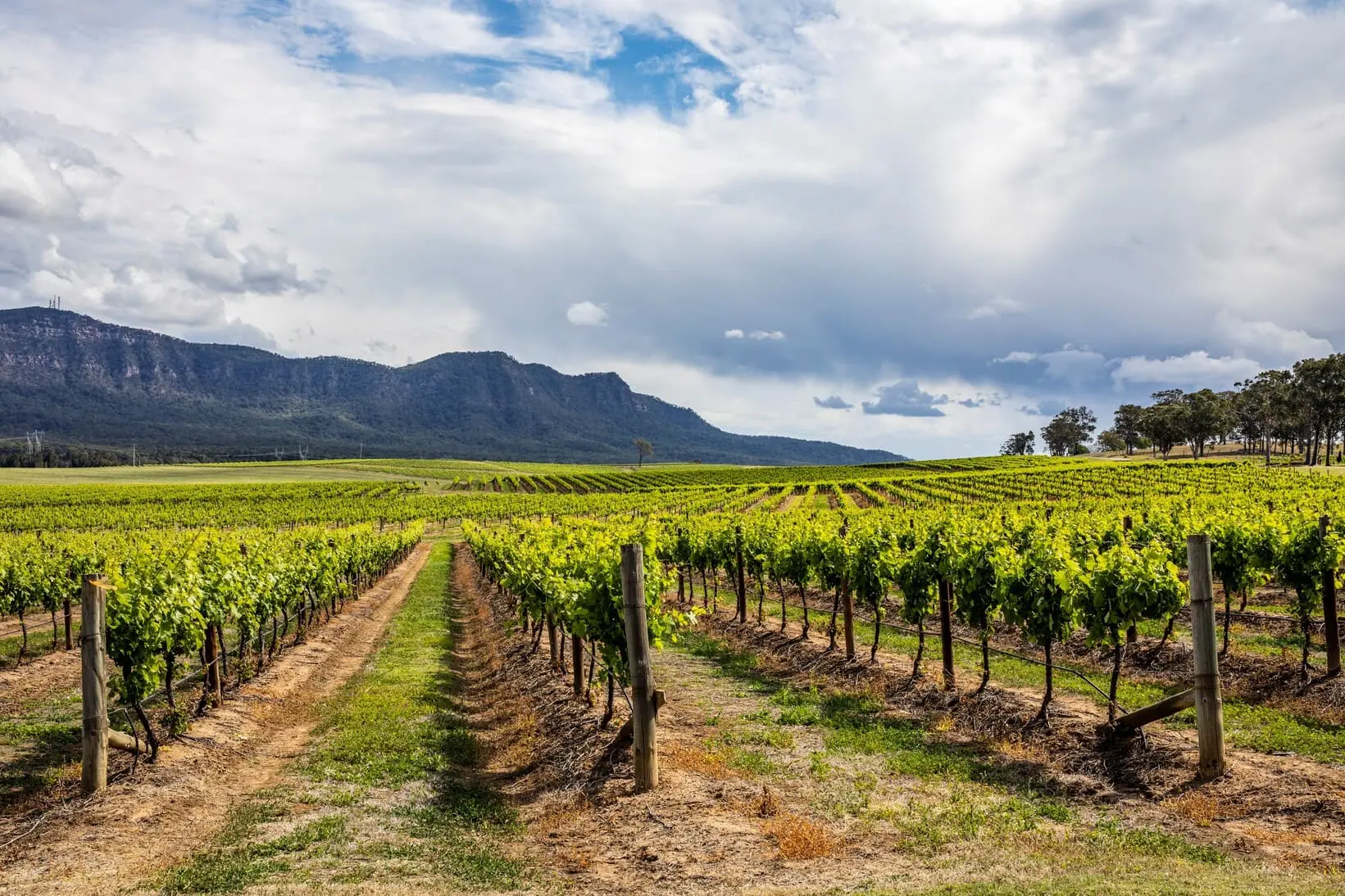 winery tours hunter valley nsw