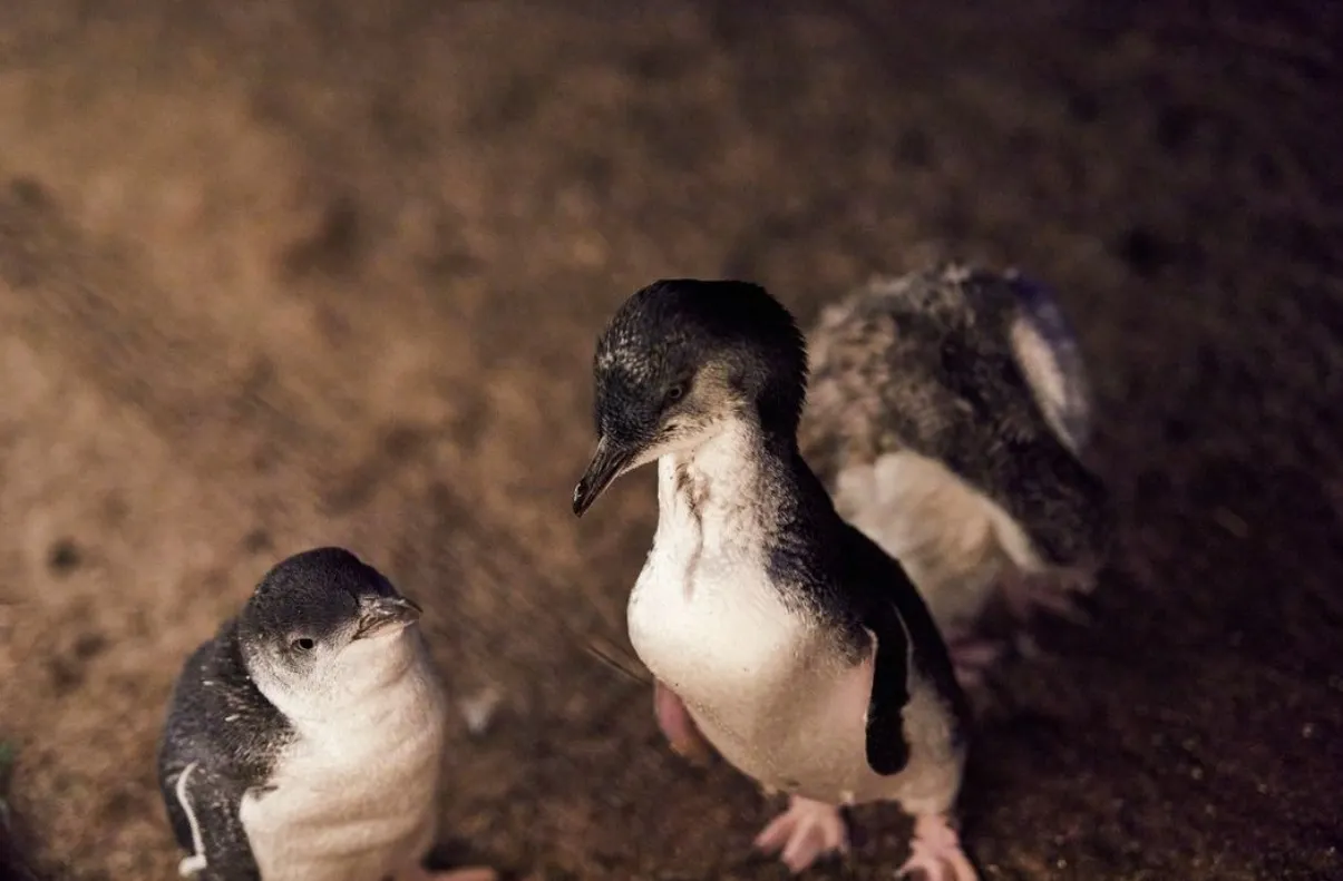 How to get to the Penguin Parade