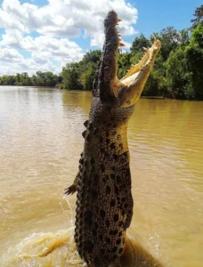 Jumping Crocodiles