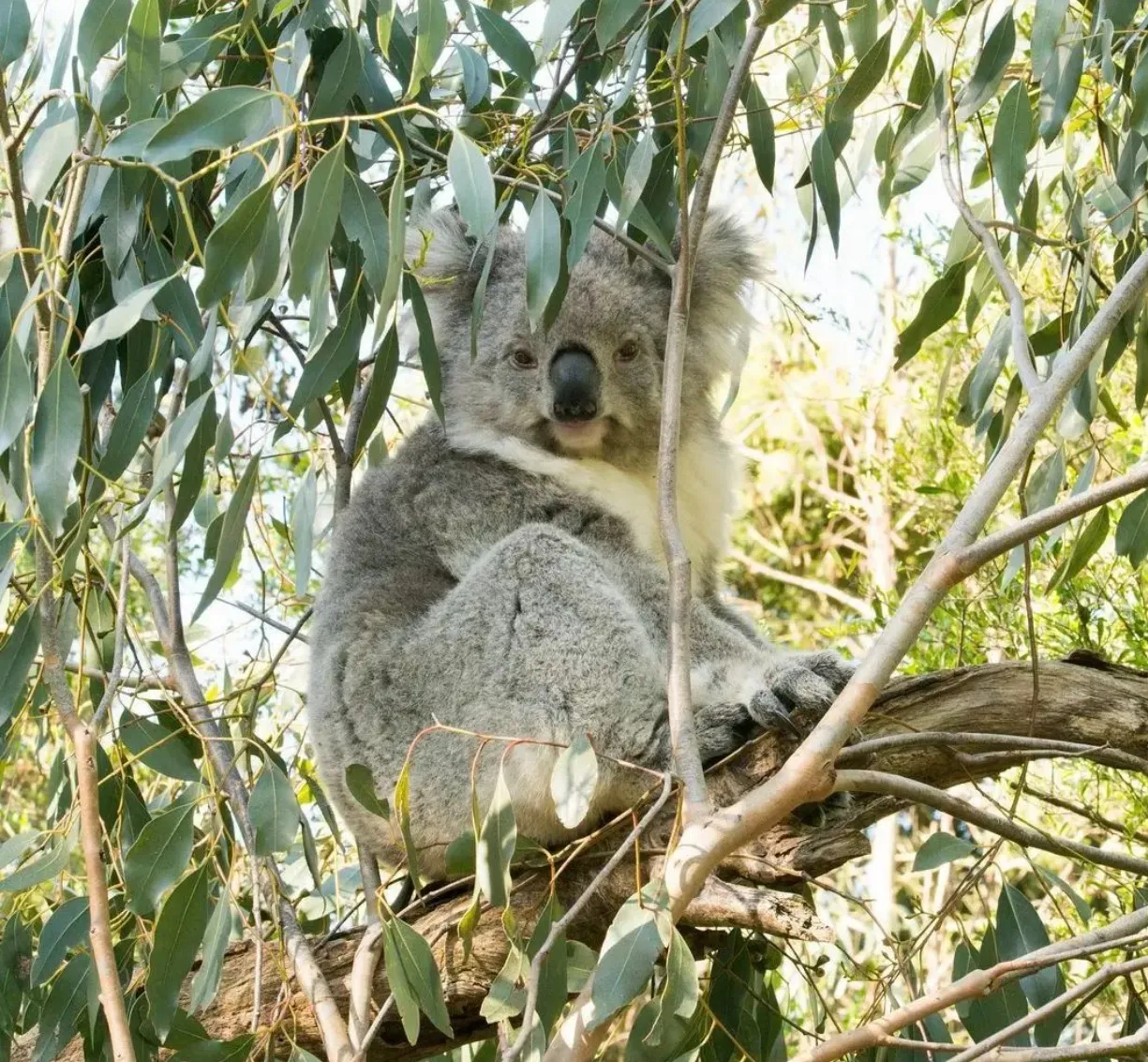 Koala Conservation Reserve