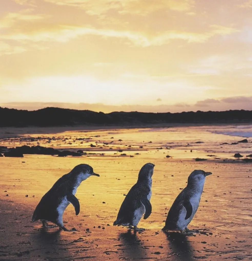 Penguin Parade