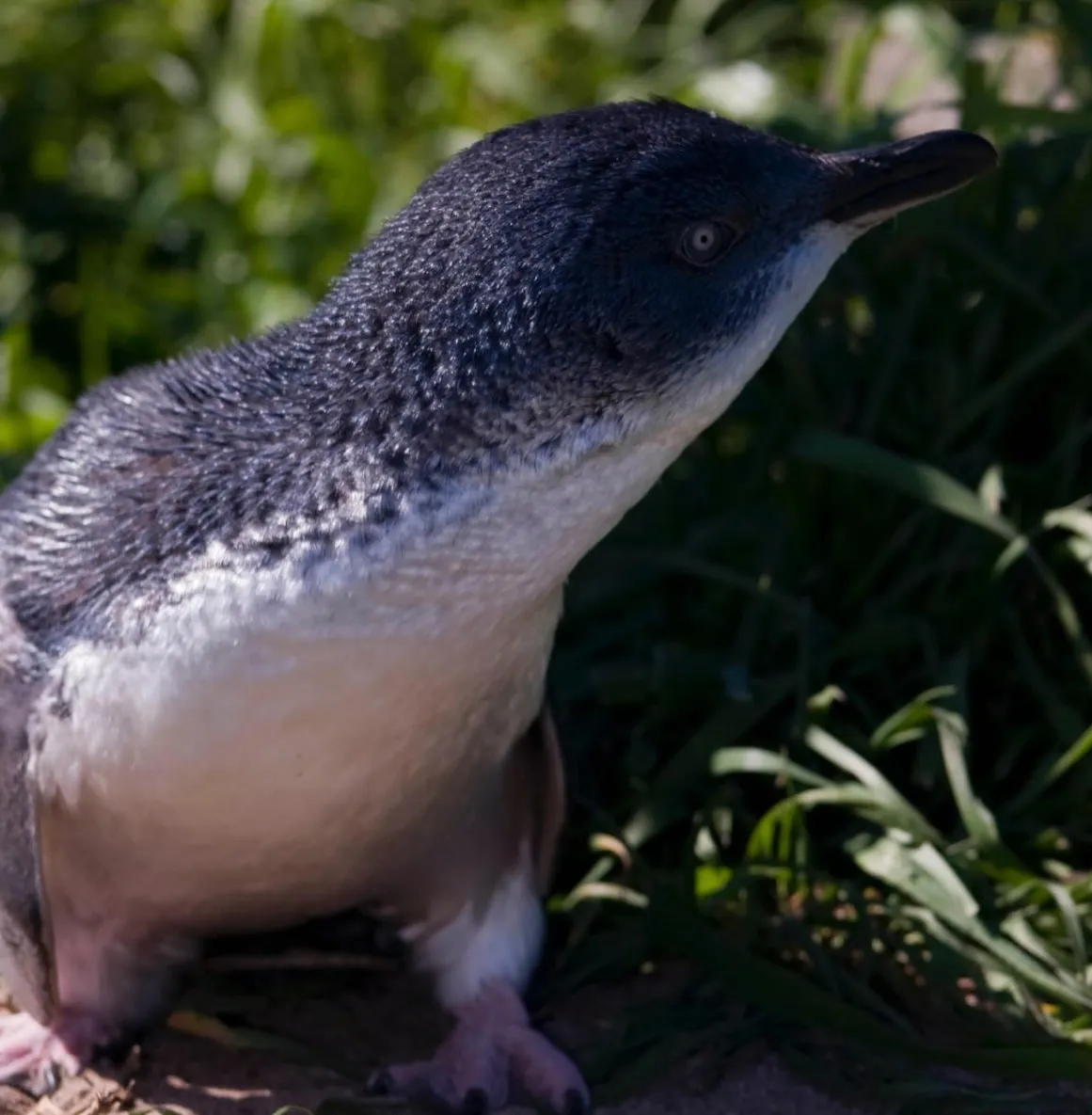 Phillip Island Penguin Parade