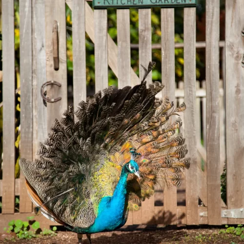 phillip island day trip