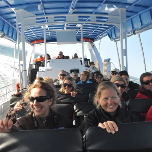 phillip island penguin tours