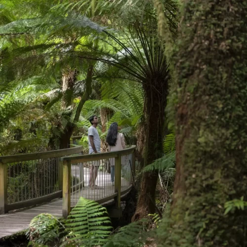 otway discovery tours