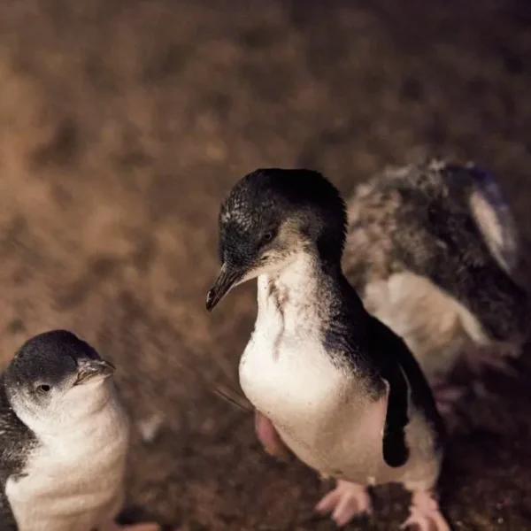 How to get to the Penguin Parade