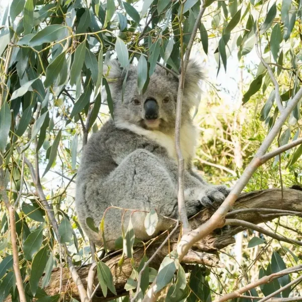 Koala Conservation Reserve