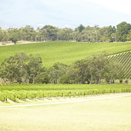 yarra valley wine tours