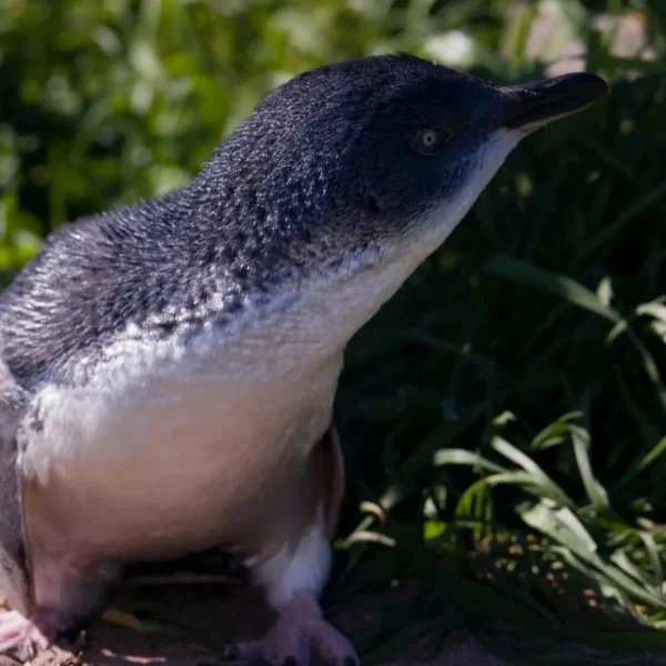 Phillip Island Penguin Parade