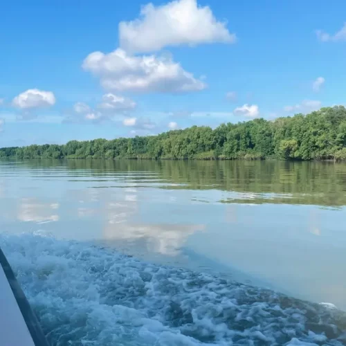 adelai river croc tour