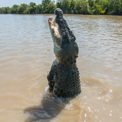adelaide river croc tours
