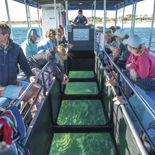 whale shark tours exmouth