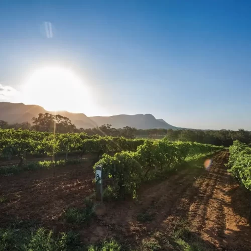 hunter wine valley tours