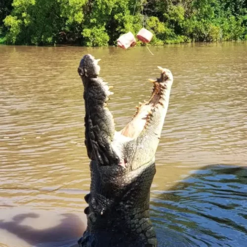 jumping croc tour darwin