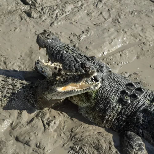 jumping crocodile cruise darwin