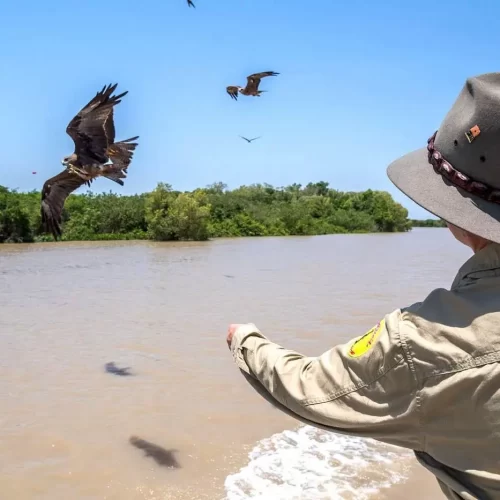 jumping crocodile darwin