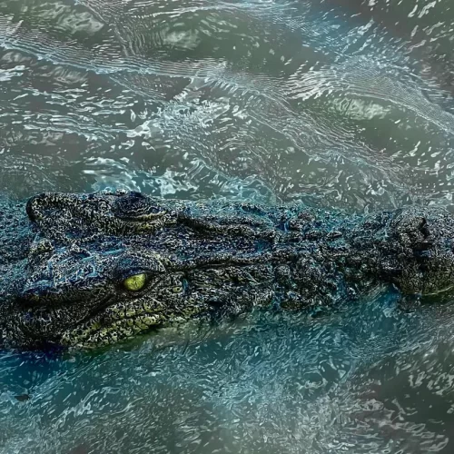 jumping crocodile tour darwin